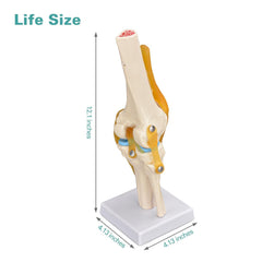 knee anatomical model