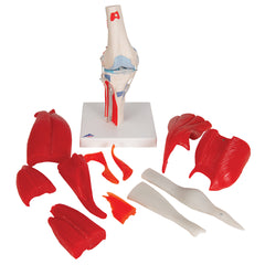 human muscle knee model 12 parts