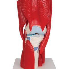 human Knee muscle joint model
