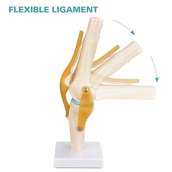 human knee anatomical model