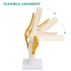 human knee anatomical model