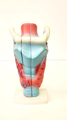larynx model
