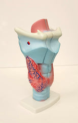 larynx models