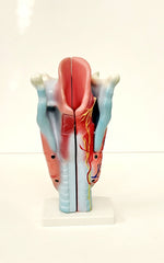 human larynx model