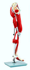 leg muscular vascular nerves foot model