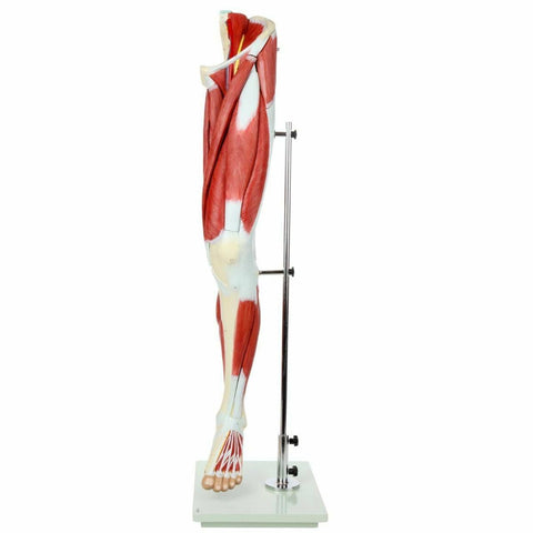 foot muscular Leg anatomical model