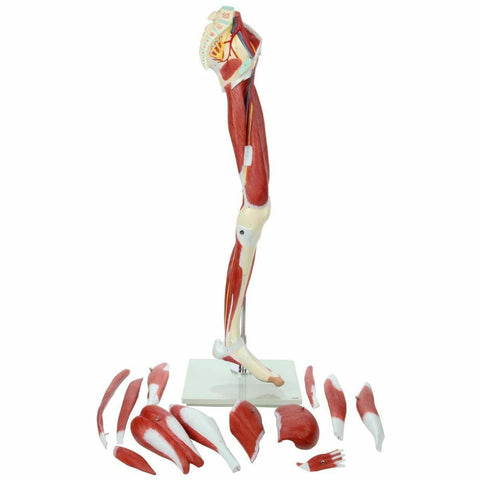 leg anatomical muscle model