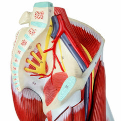 leg hip foot knee anatomy model