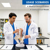 Lumbar Spine Model Removable Female Pelvis Muscles Nerves Bone Model