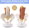 lumbar hip female pelvis muscle nerves model