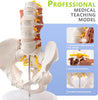 lumbar hip female muscle nerves pelvis model