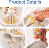 hip musle female lumbar pelvis model