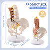lumbar hip female pelvis model
