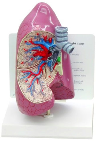 Human Lung Model