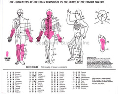 human acupoints map