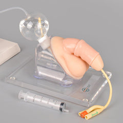 male female catheterization simulator model phantom training practice