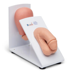 Bladder urinary Catheterization simulator model Male 