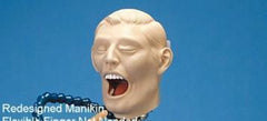 Adult Dental X-Ray Radiopaque Simulator Manikin Practice Model Complete Teeth Examination