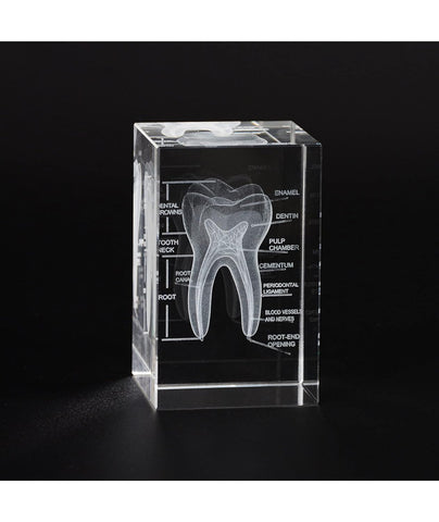 human molar tooth gift