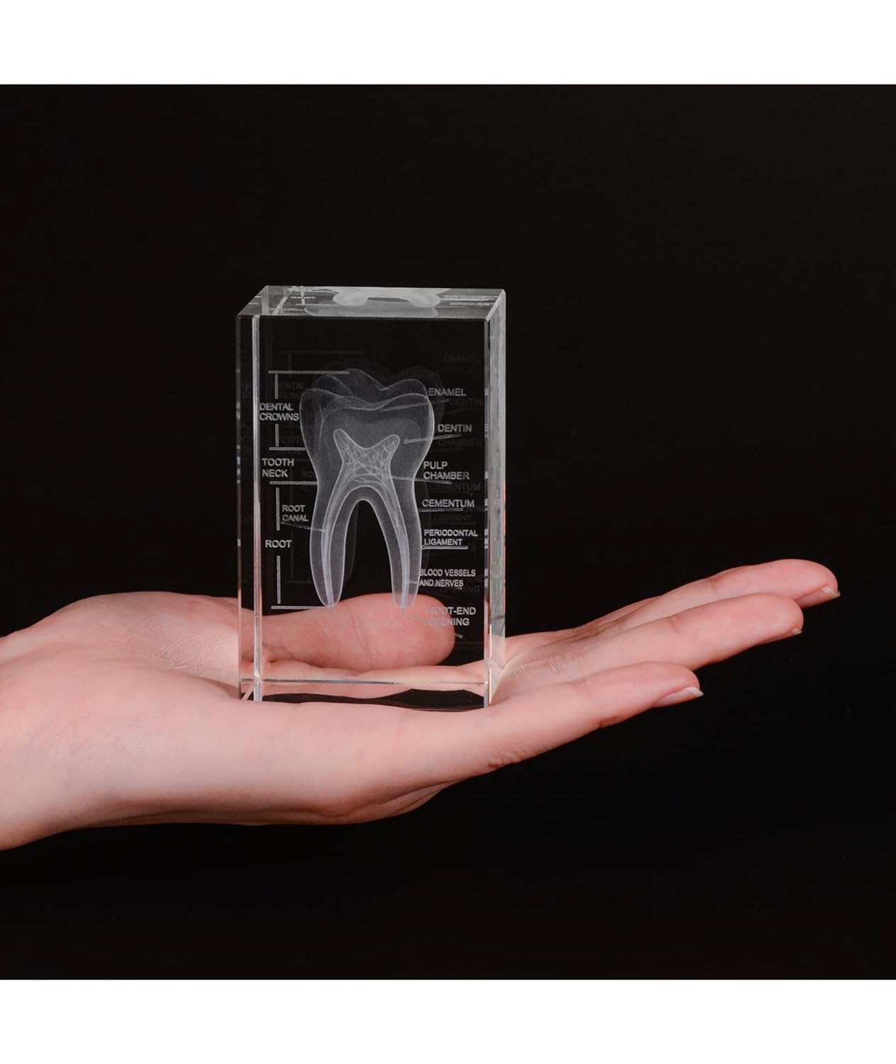 Molar Tooth Graduation Gift- Dental Office – Buyamag INC