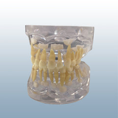 pediatric primary dentition model