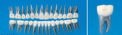 orthodontic alloy teeth
