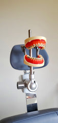 orthodontic model