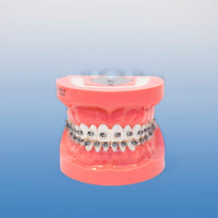 practice orthodontic model typodont 
