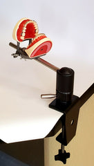 dental manikin model