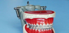 Orthodontc Model 28 Teeth Ligature Tying Typodont Manikin