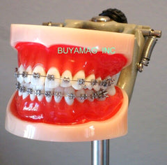 orthodontic manikin