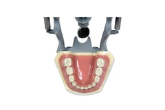pediatric teeth dental child typodont model