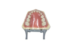 pediatric primary teeth dental child model