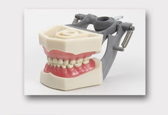 primary child teeth model pediatric
