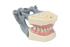 pediatric dental teeth child model 