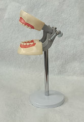 pediatric model child typodont