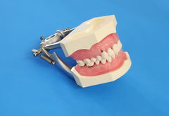 Hygiene Periodontal Model Teeth Cleaning Practice Training Typodont