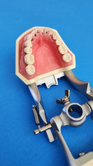 hygiene periodontal model