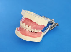 hygiene teeth cleaning periodontal models