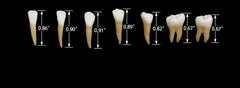 Permanent teaching Teeth 