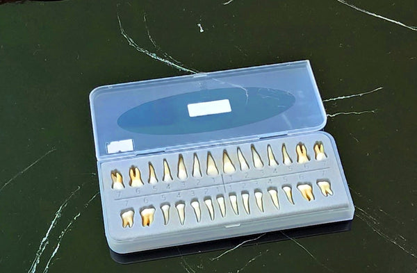 28 Tooth Root Permanent 28 Teeth Anatomical Roots | Set Buyamag – Buyamag INC