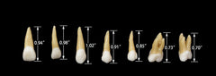 teaching Permanent Teeth 