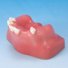 sinus lift incision suture practice model
