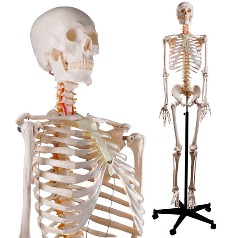 Skeleton Model Spine Torso Flexible Ribs With Stand On Rollers