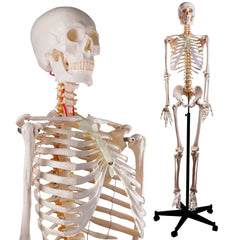 skeleton model stand