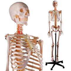 Skeleton Model Spine Torso Flexible Ribs With Stand On Rollers
