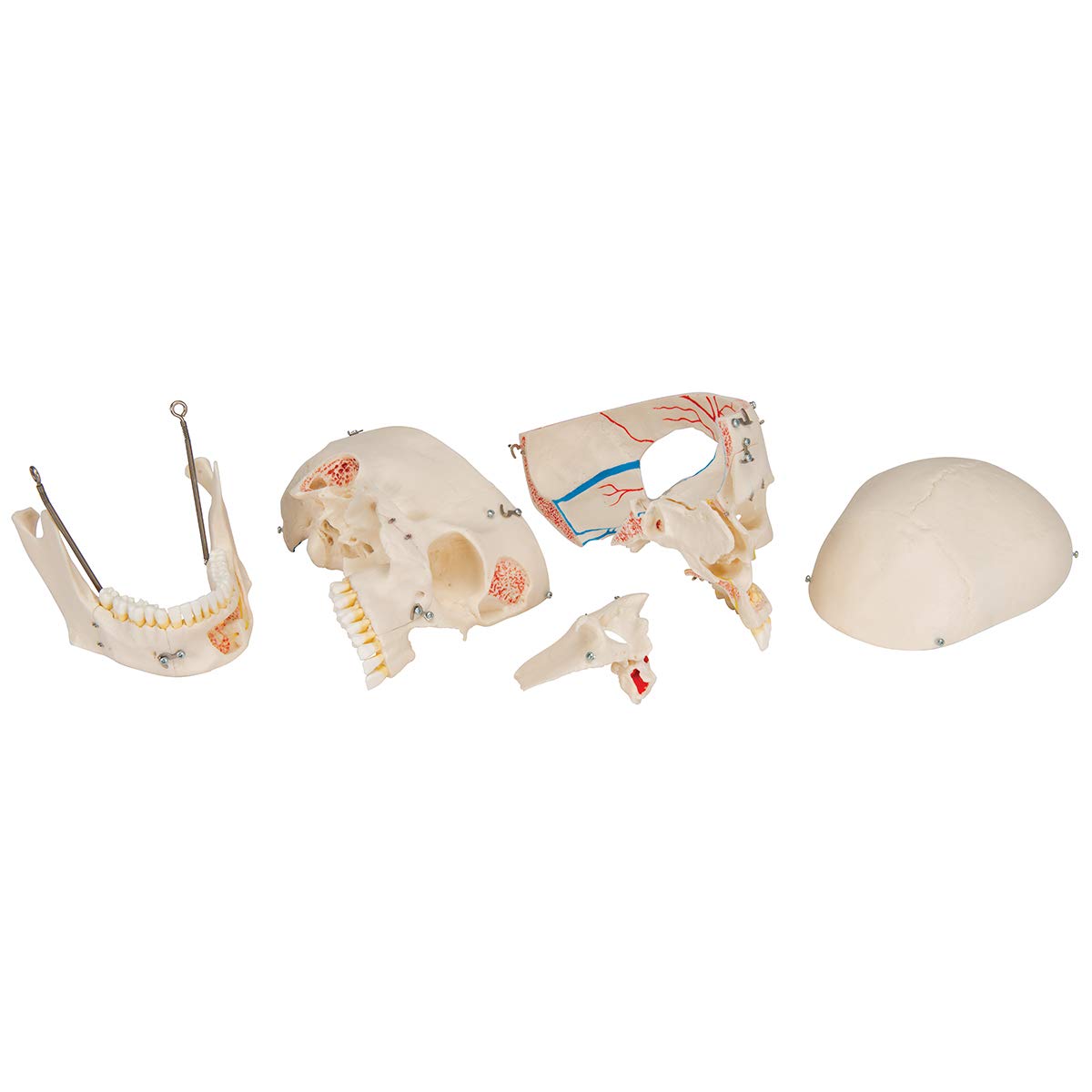 Human Skull Model: Medical Dental Education Buyamag – Buyamag INC