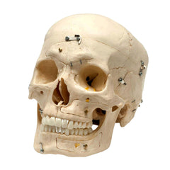 dental skull model