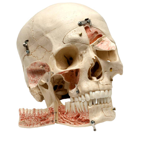 human skull model