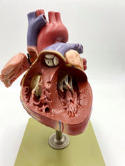 heart  with conductive system model